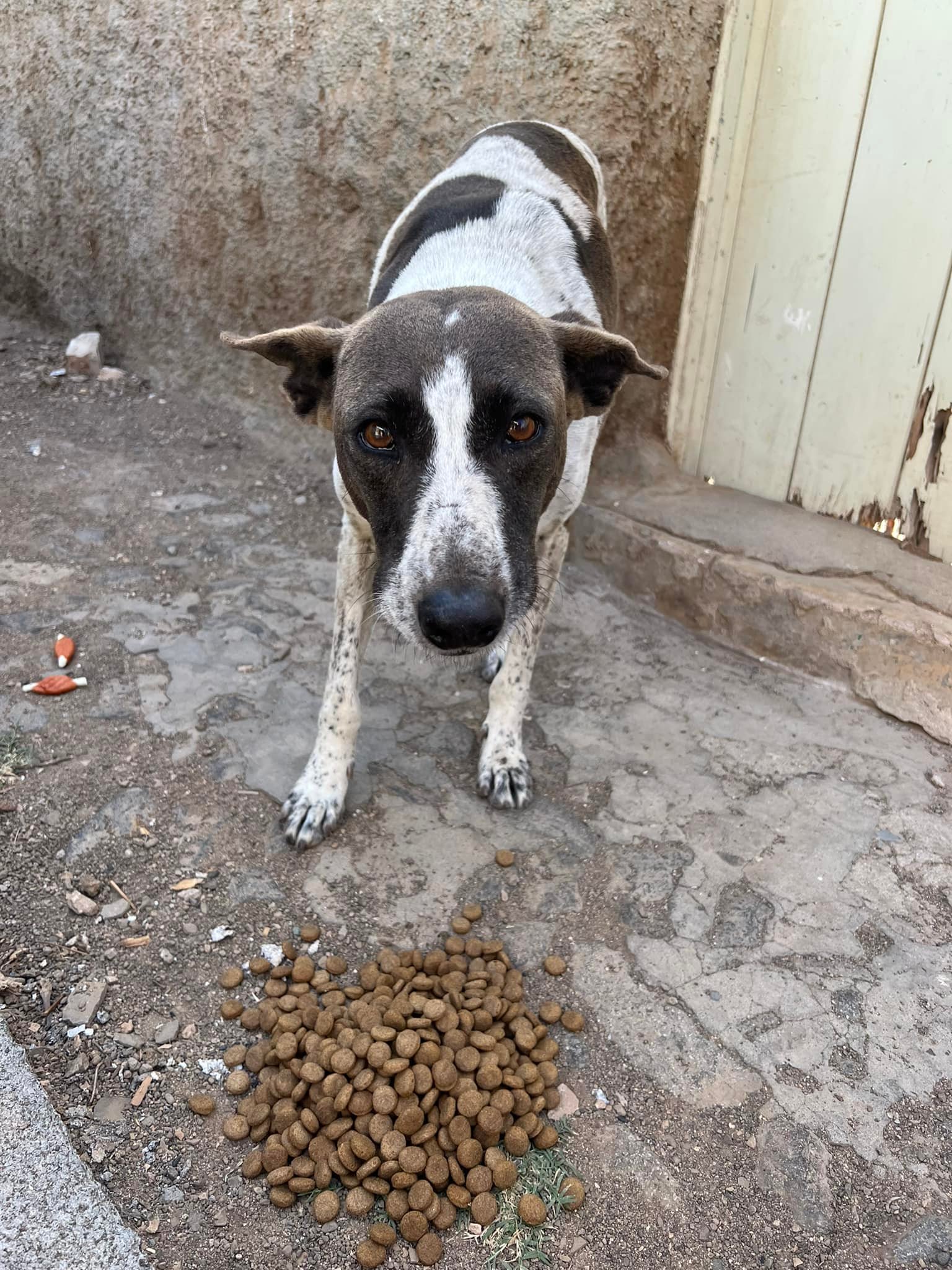 Dog being fed