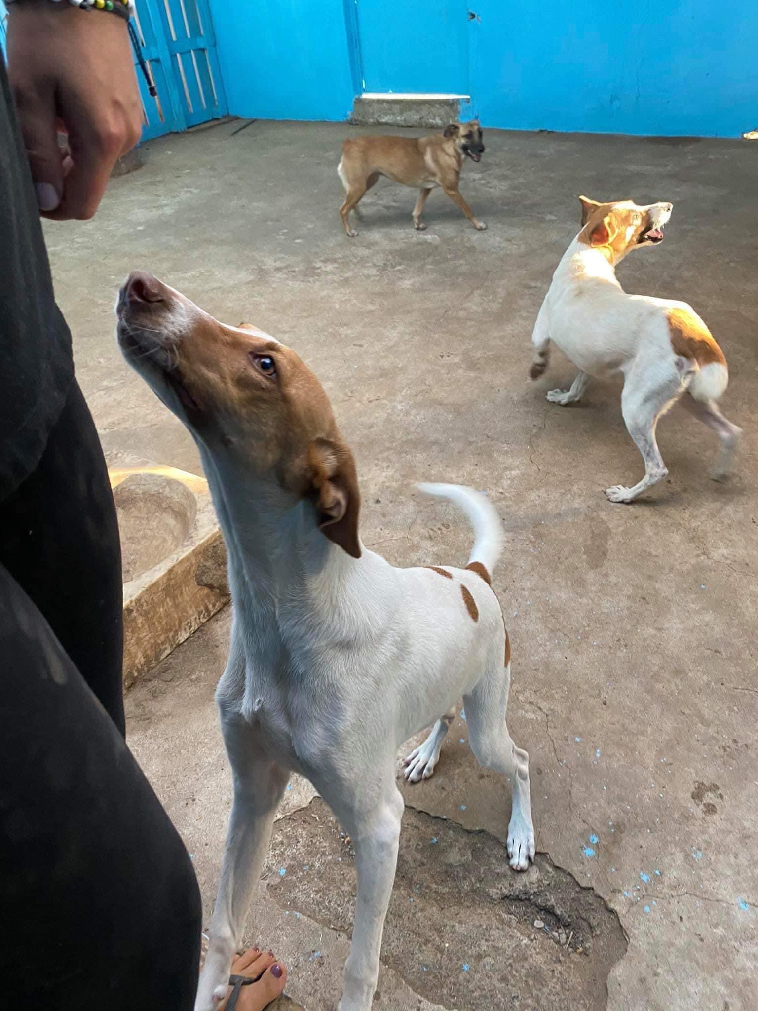 Animal in care