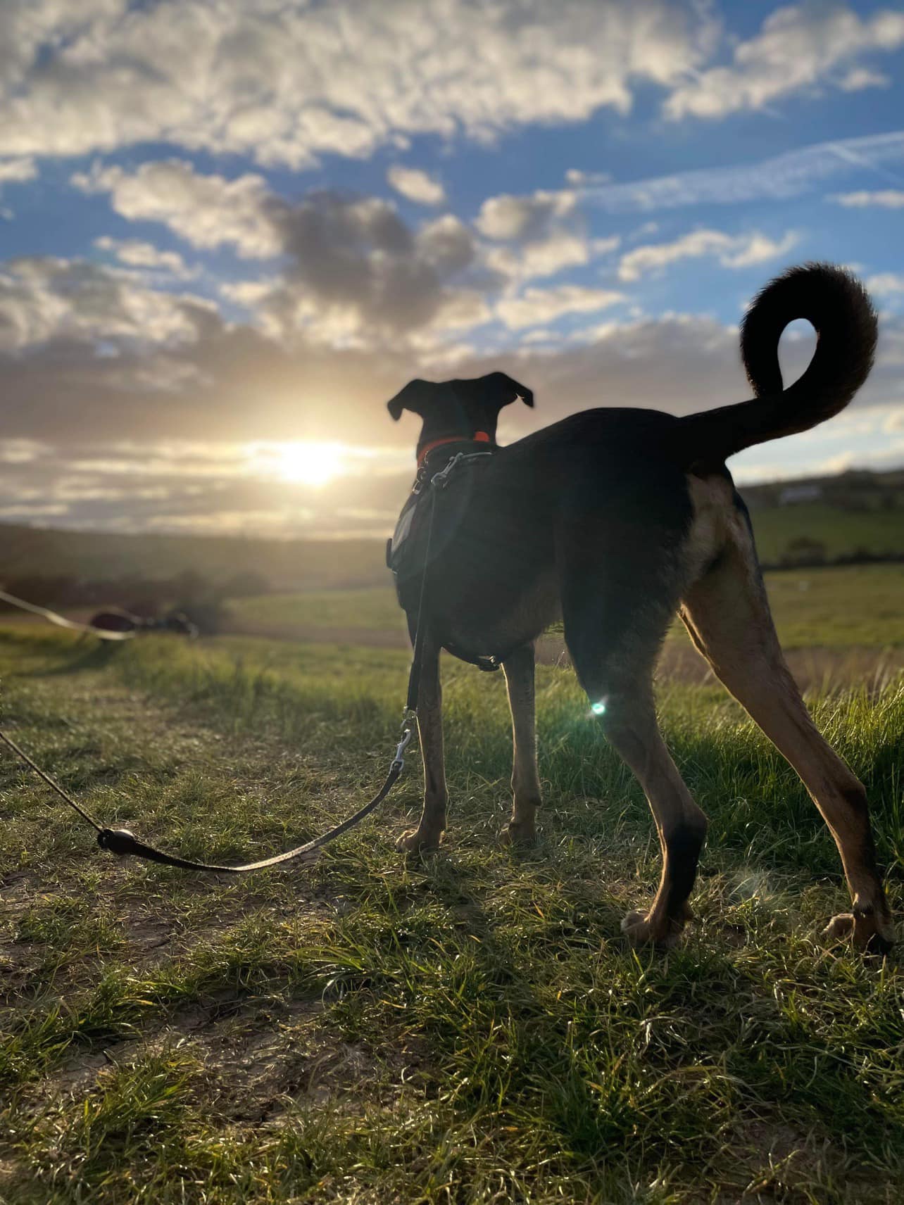 Rescue dog