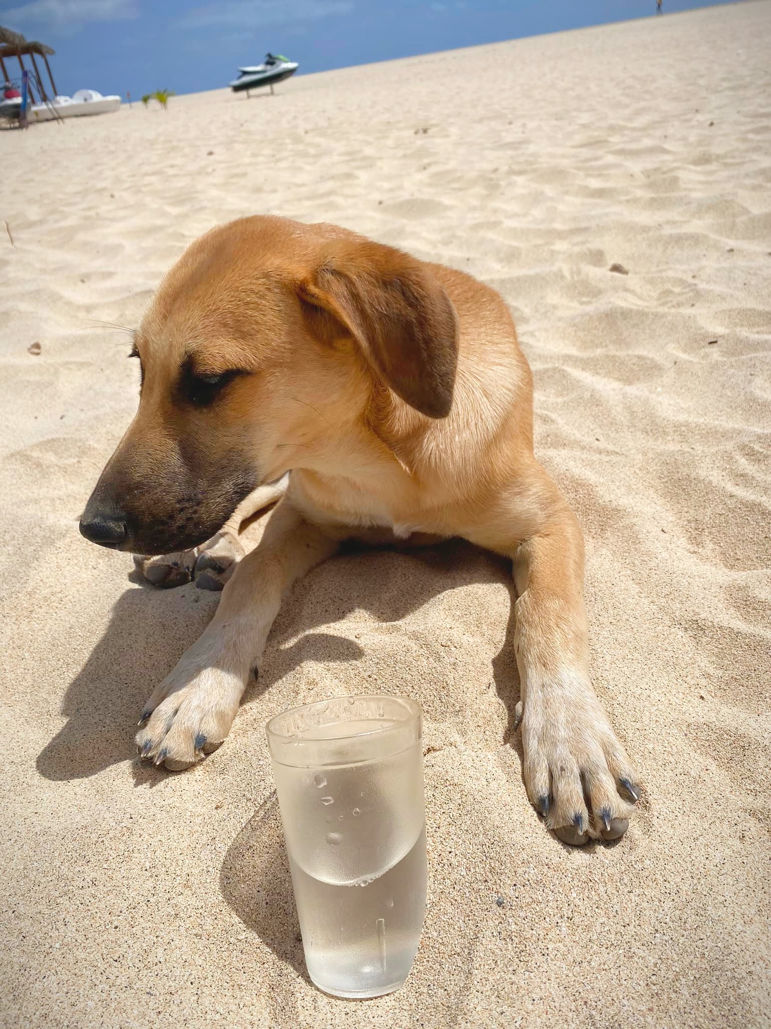 Young dog resting on a Sal beach with a bowl of water