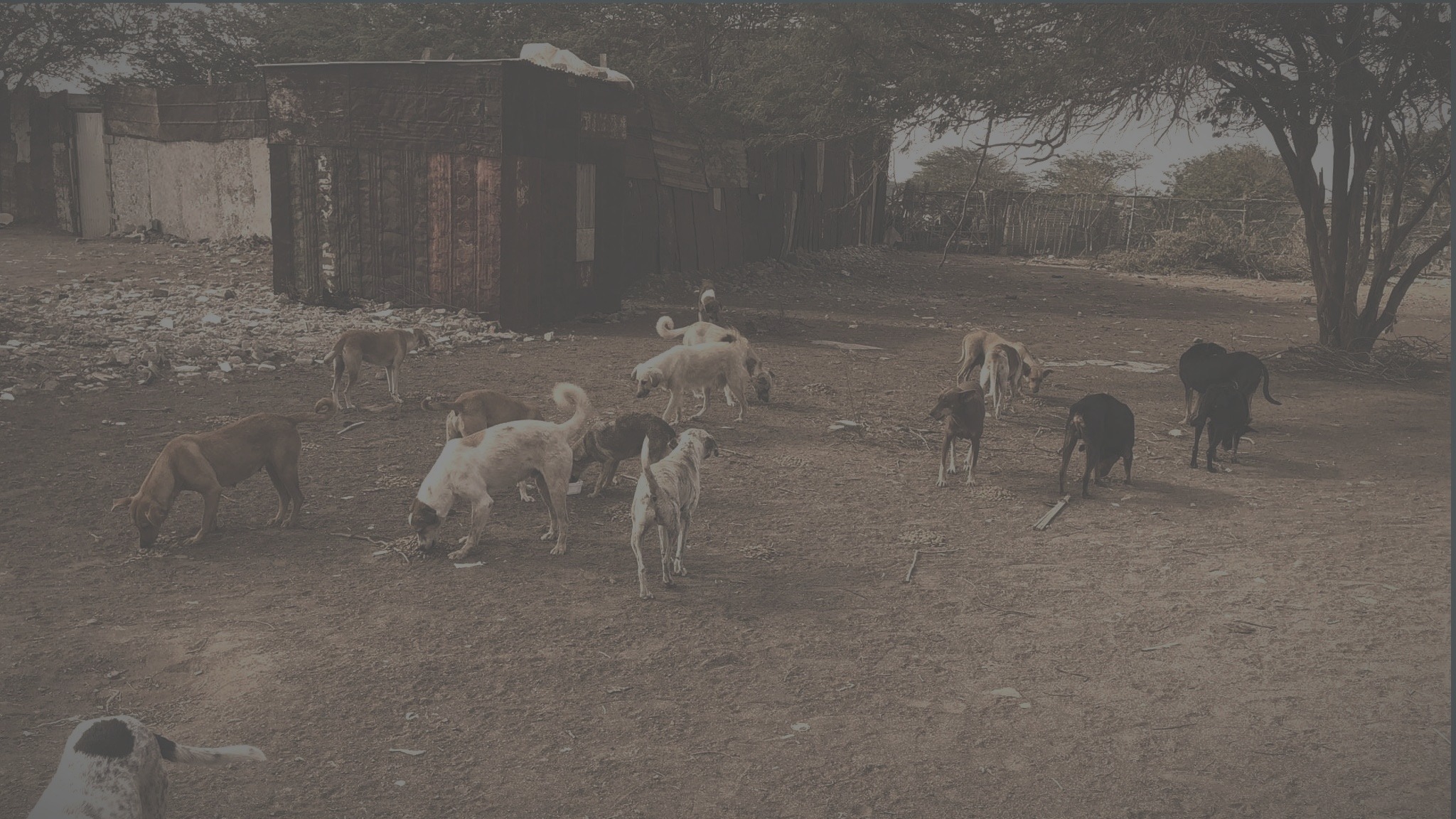 Group of free-roaming dogs